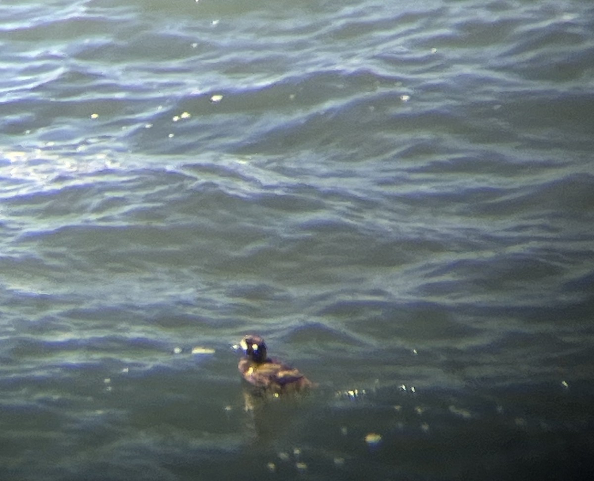 Harlequin Duck - ML619697065