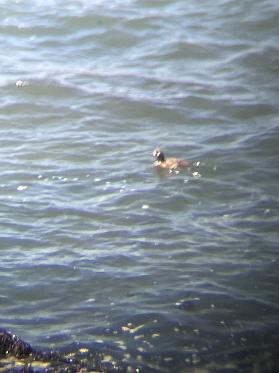 Harlequin Duck - ML619697066