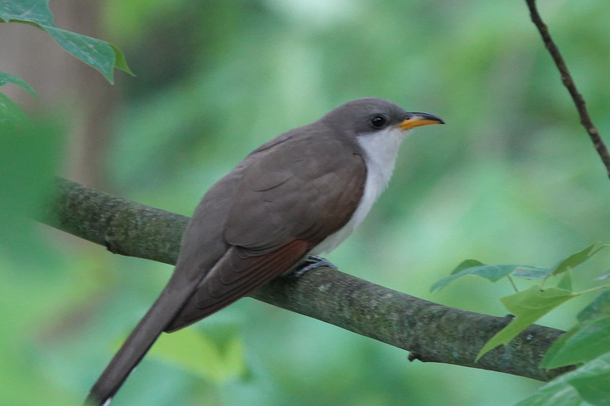 Yellow-billed Cuckoo - ML619697070