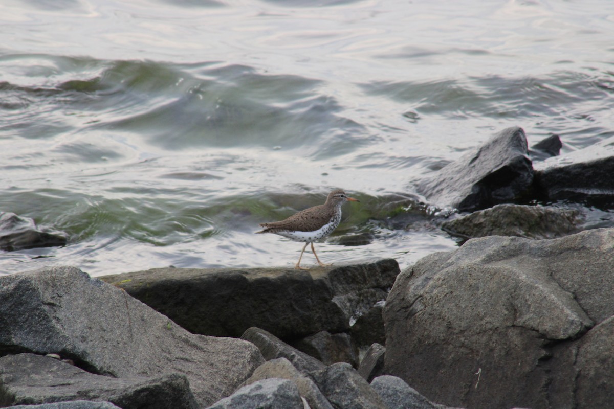 Spotted Sandpiper - ML619697088