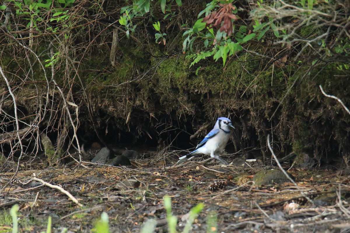 Blue Jay - ML619697094