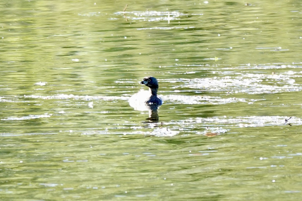 Pied-billed Grebe - ML619697106