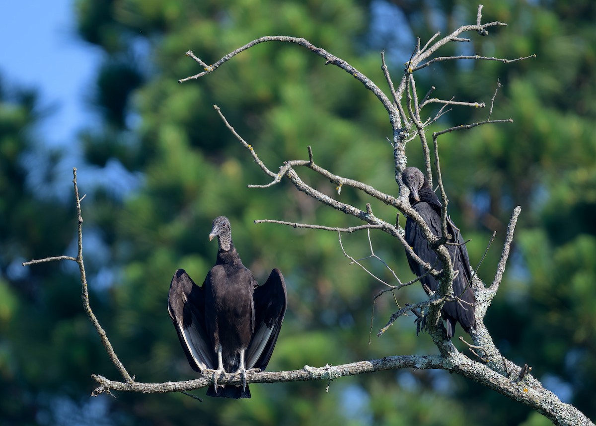 Black Vulture - ML619697136