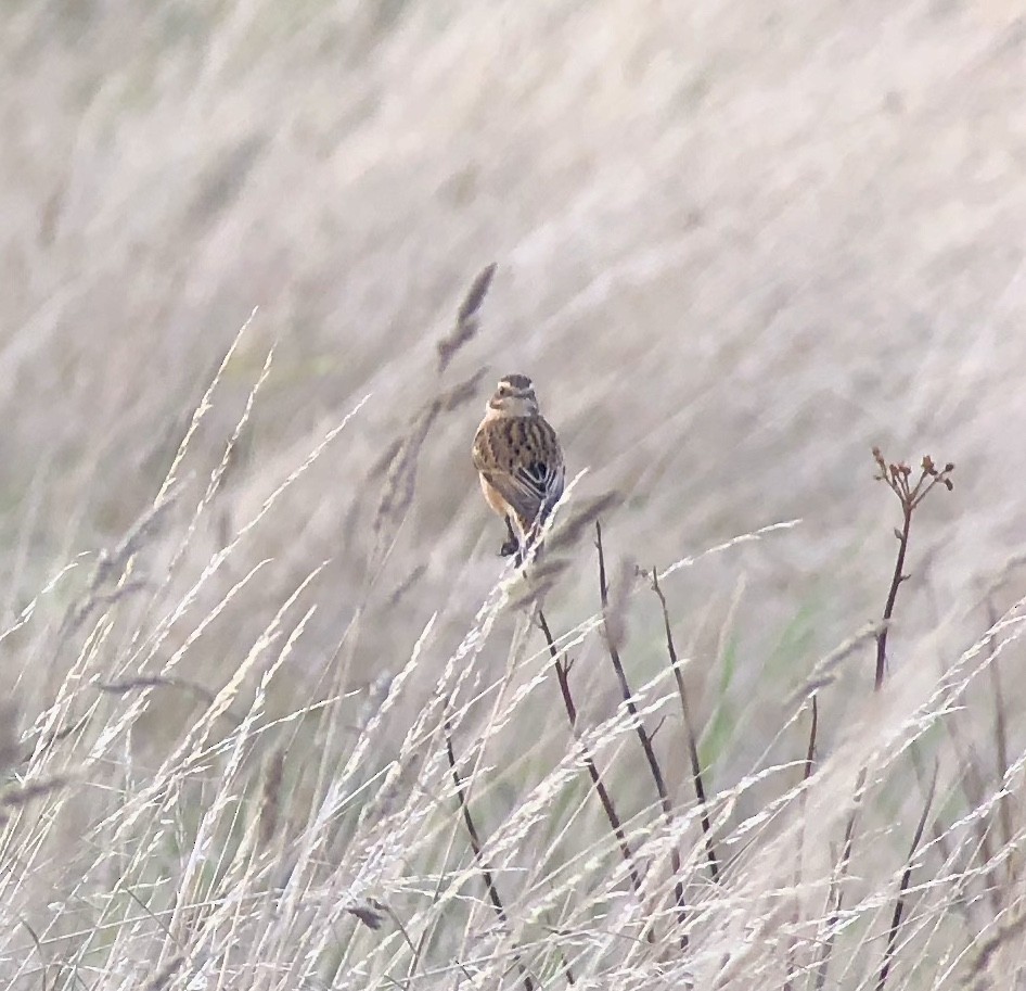 Braunkehlchen - ML619697149