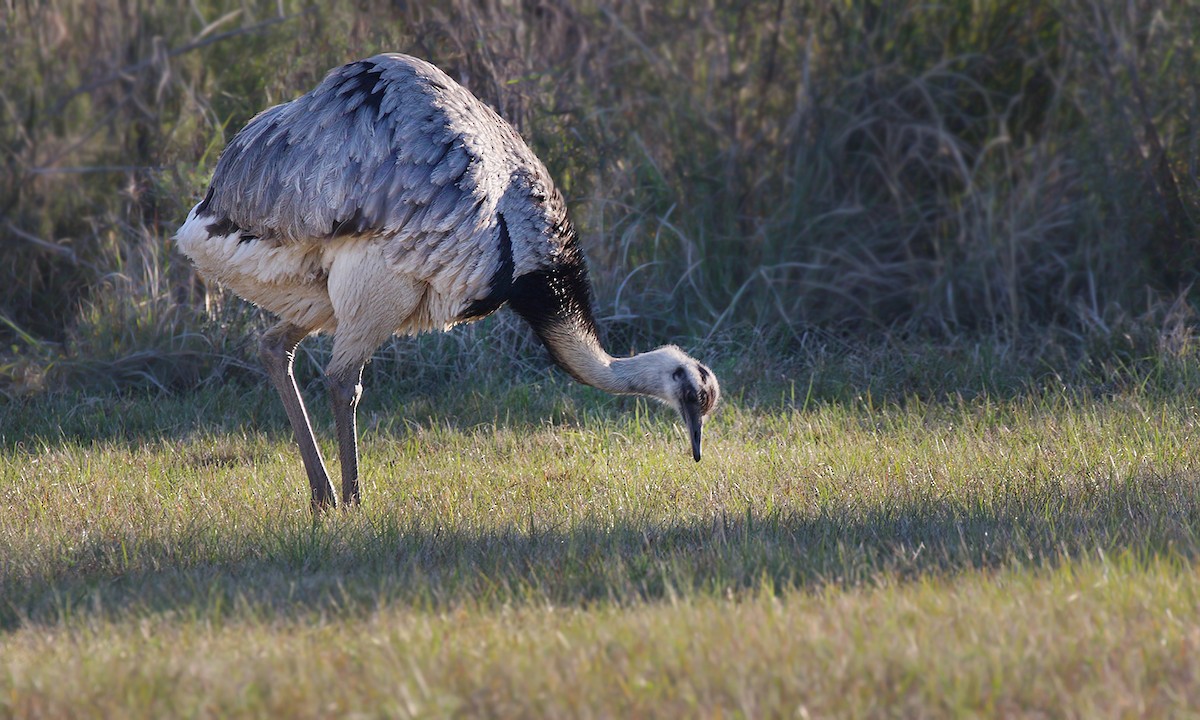 Greater Rhea - ML619697152