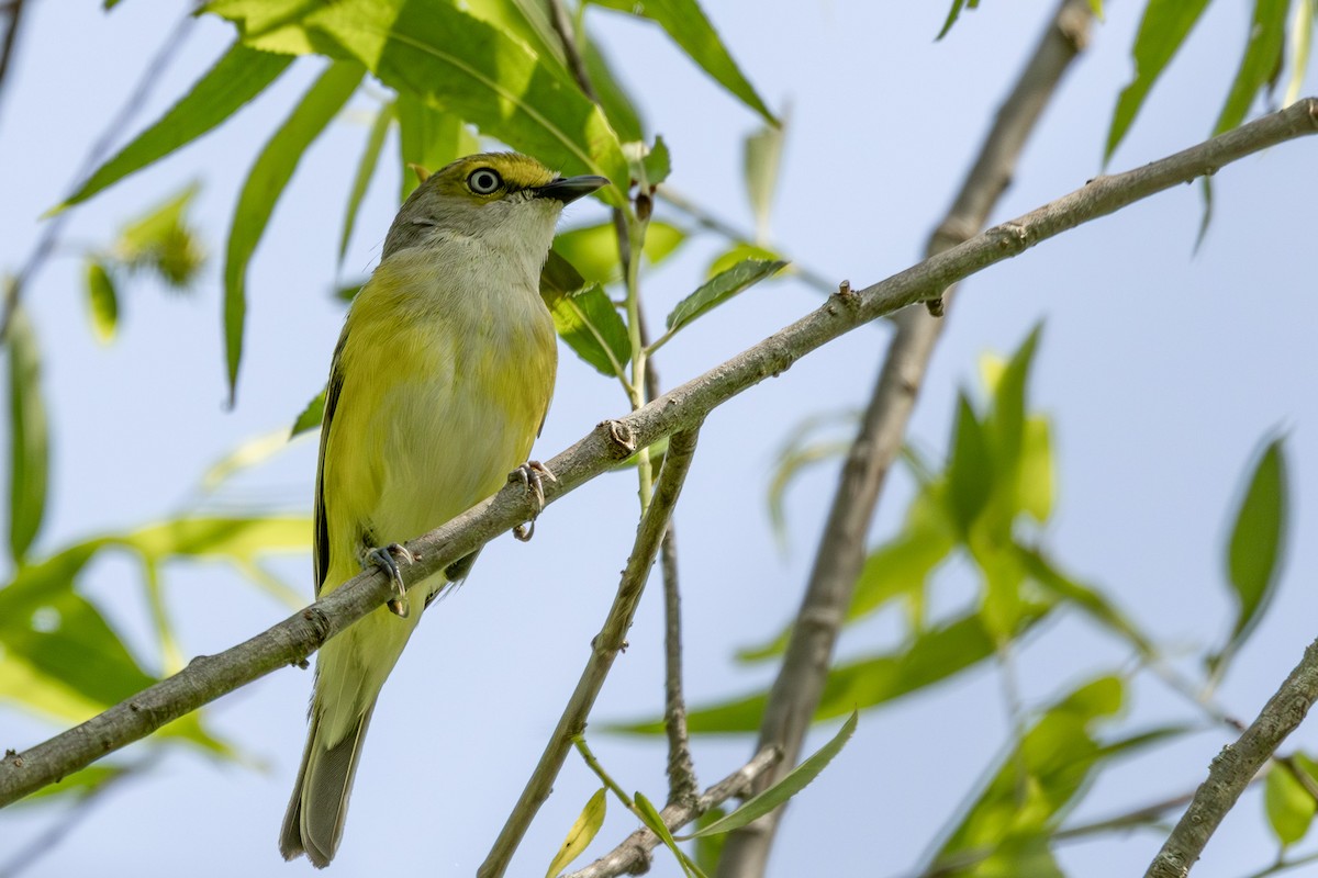 hvitøyevireo - ML619697164