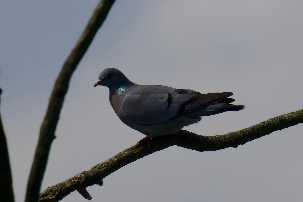 Pigeon colombin - ML619697179