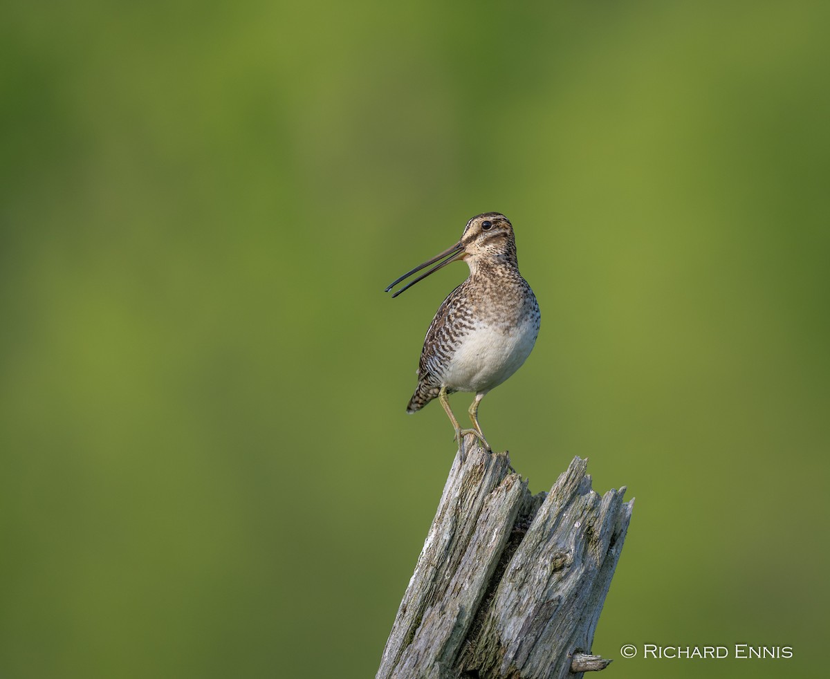 Wilson's Snipe - ML619697195