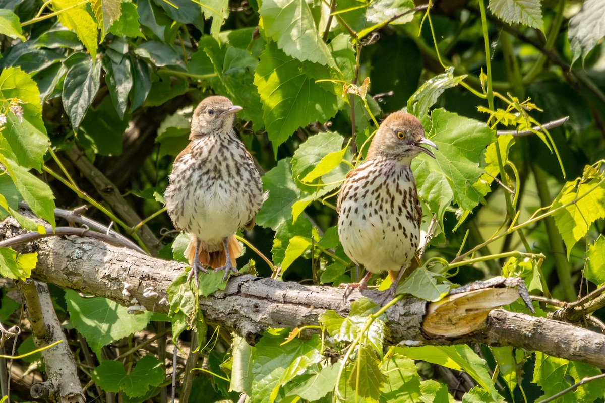 Brown Thrasher - ML619697203