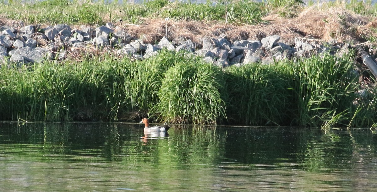 Eurasian Wigeon - ML619697207