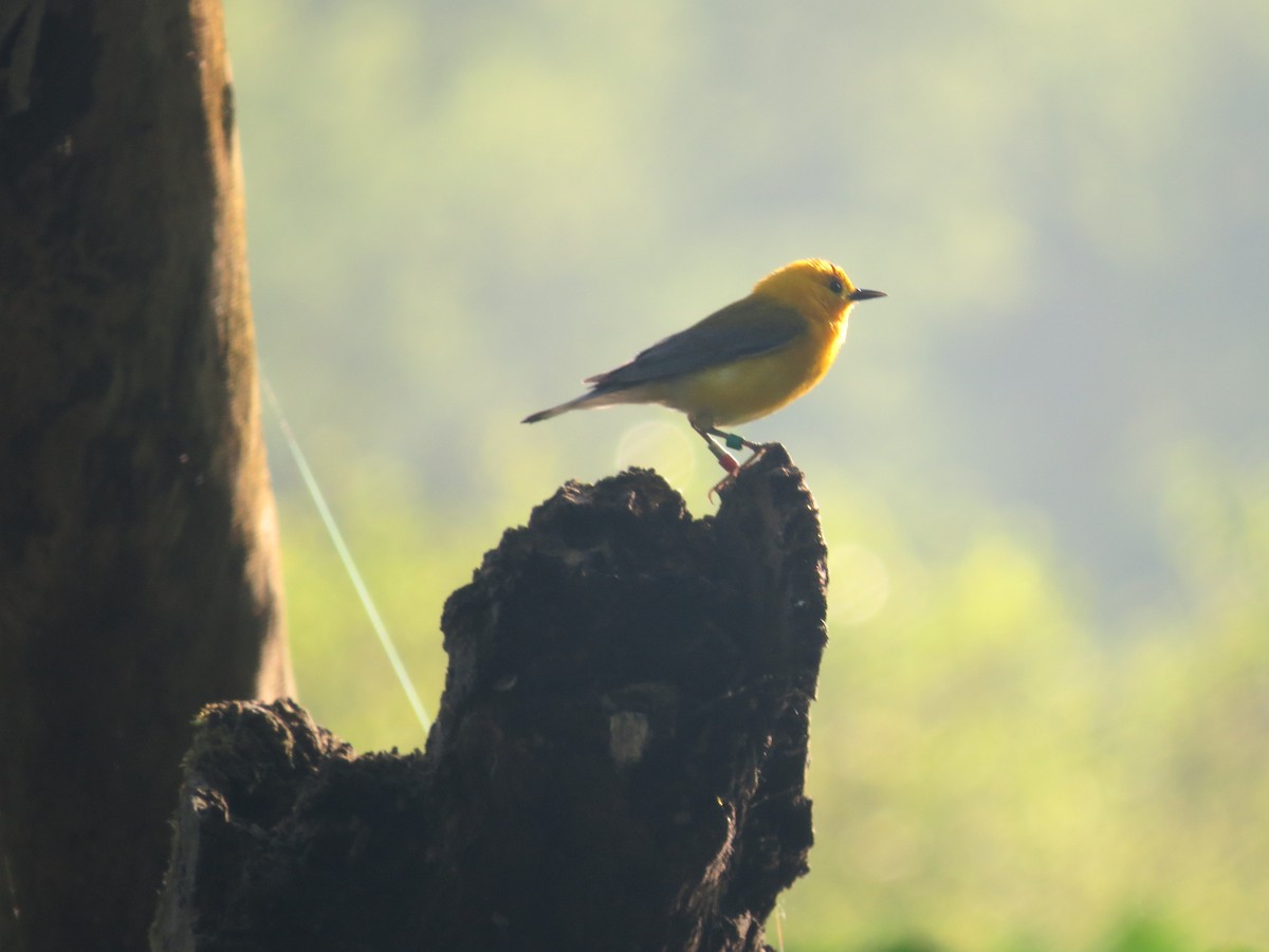 Prothonotary Warbler - ML619697209