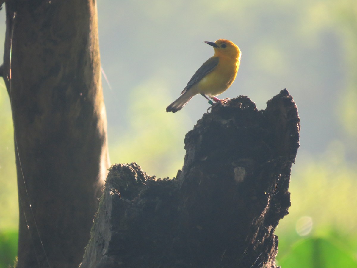 Prothonotary Warbler - ML619697210