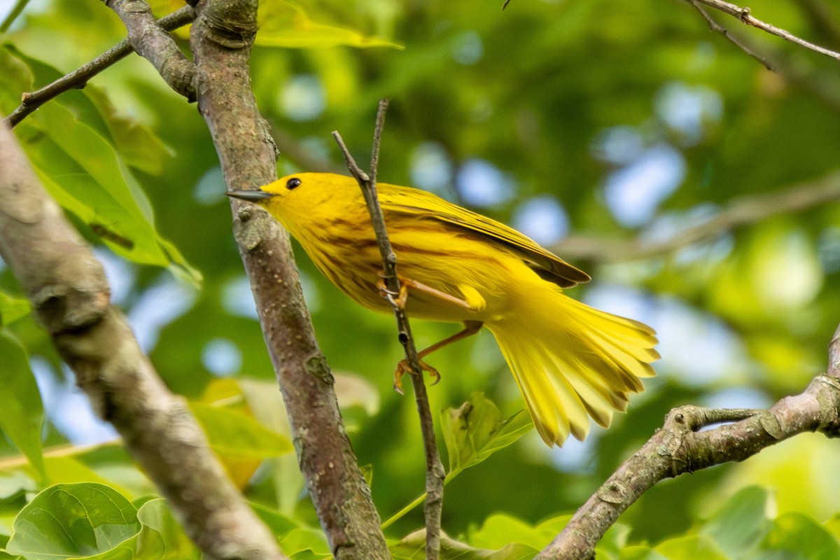 Paruline jaune - ML619697211