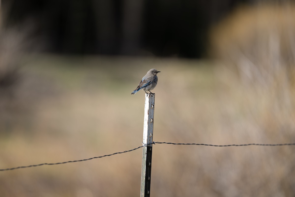 Mountain Bluebird - John Daughtridge