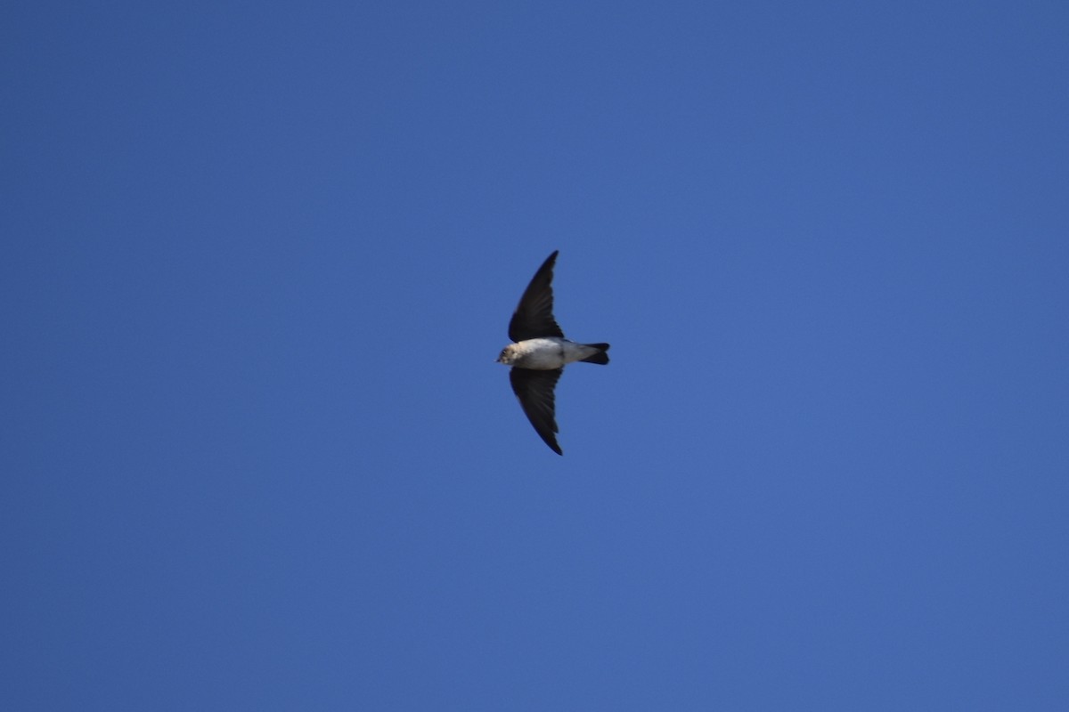 Northern Rough-winged Swallow - ML619697236