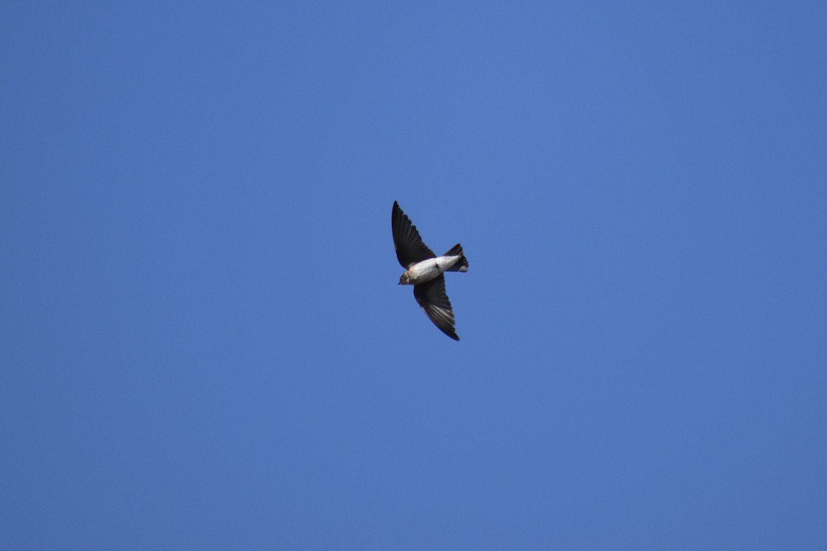 Northern Rough-winged Swallow - ML619697237