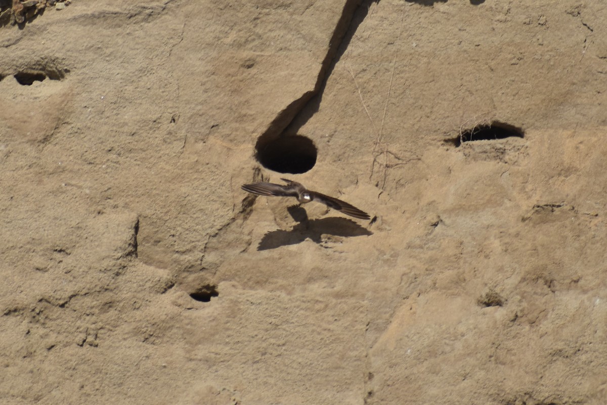 Northern Rough-winged Swallow - ML619697238