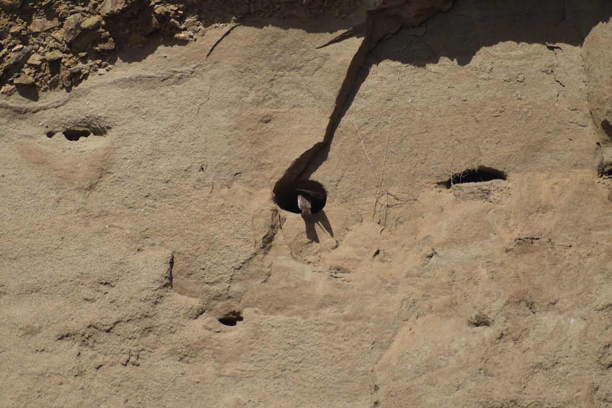 Northern Rough-winged Swallow - ML619697239