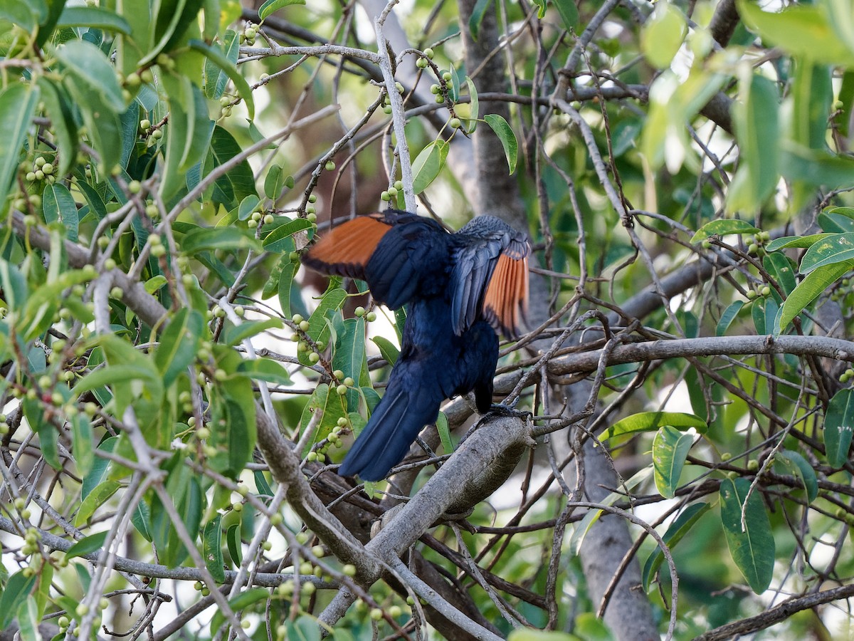 Red-winged Starling - ML619697242