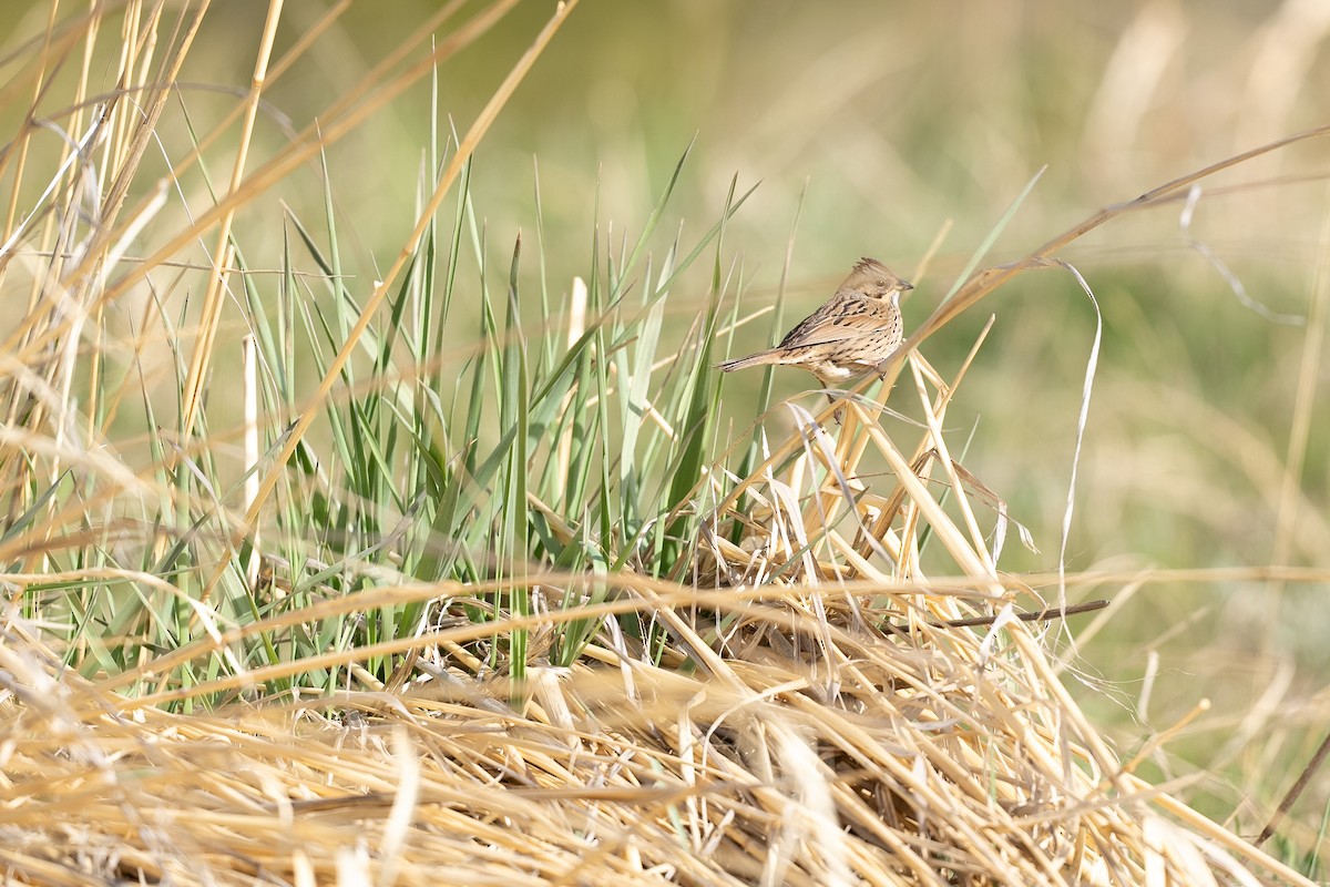 Lincoln's Sparrow - ML619697245