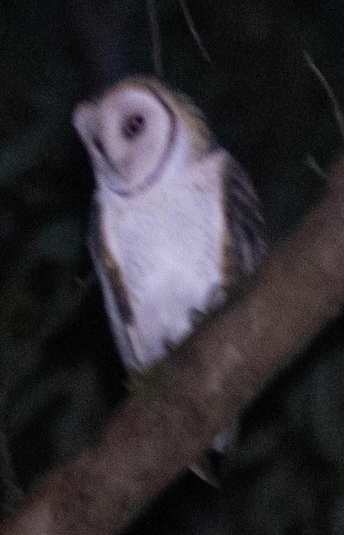 Australian Masked-Owl - ML619697251