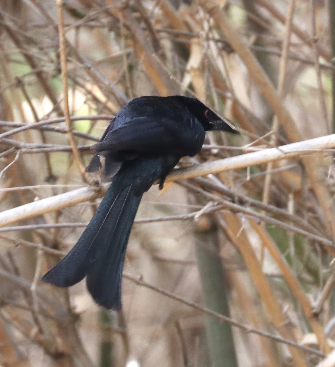 Spangled Drongo - ML619697277