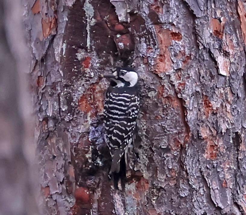 Red-cockaded Woodpecker - ML619697281