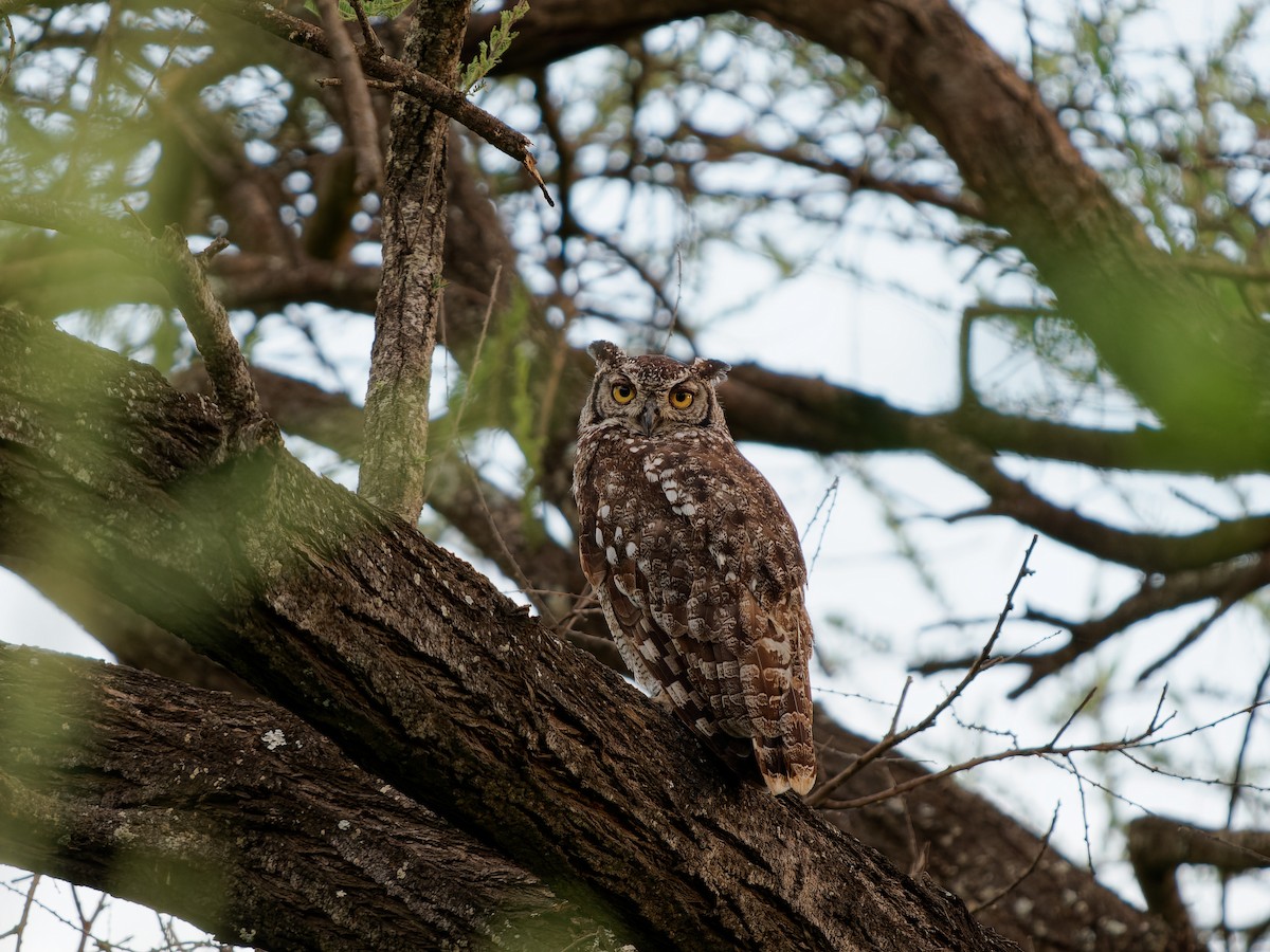 Spotted Eagle-Owl - ML619697289
