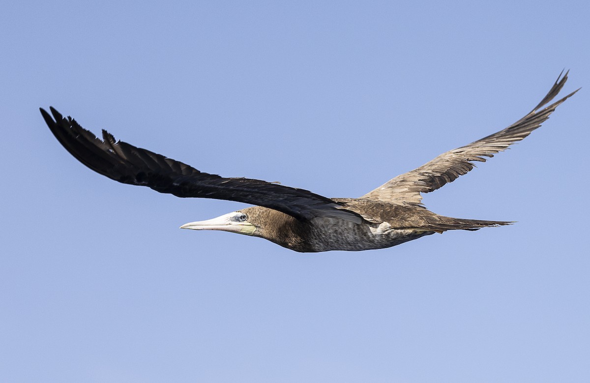 Brown Booby - ML619697301