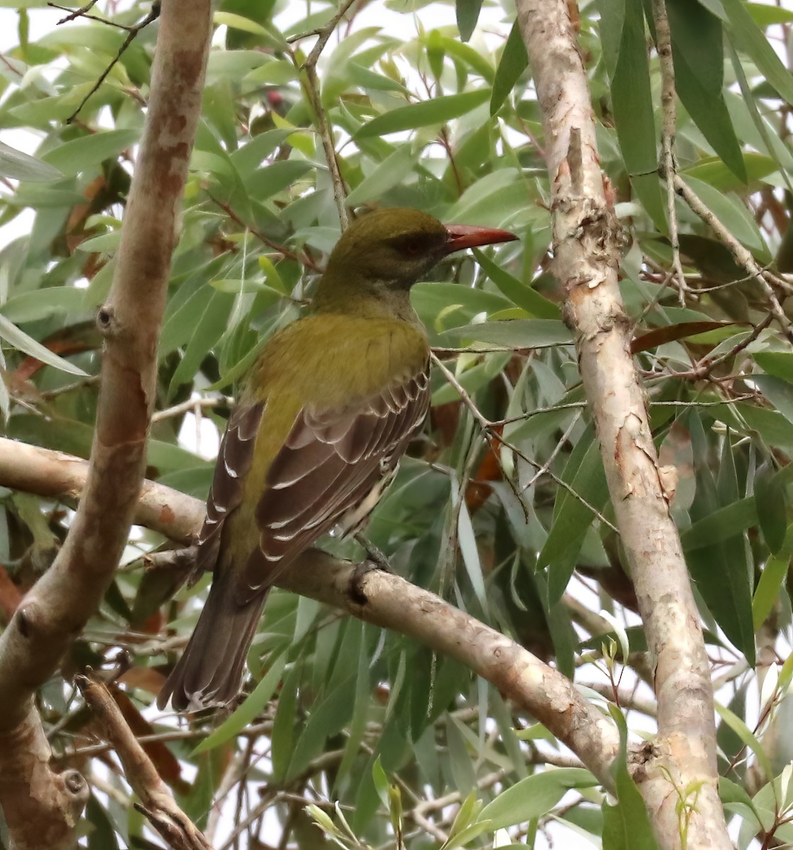 Olive-backed Oriole - ML619697305