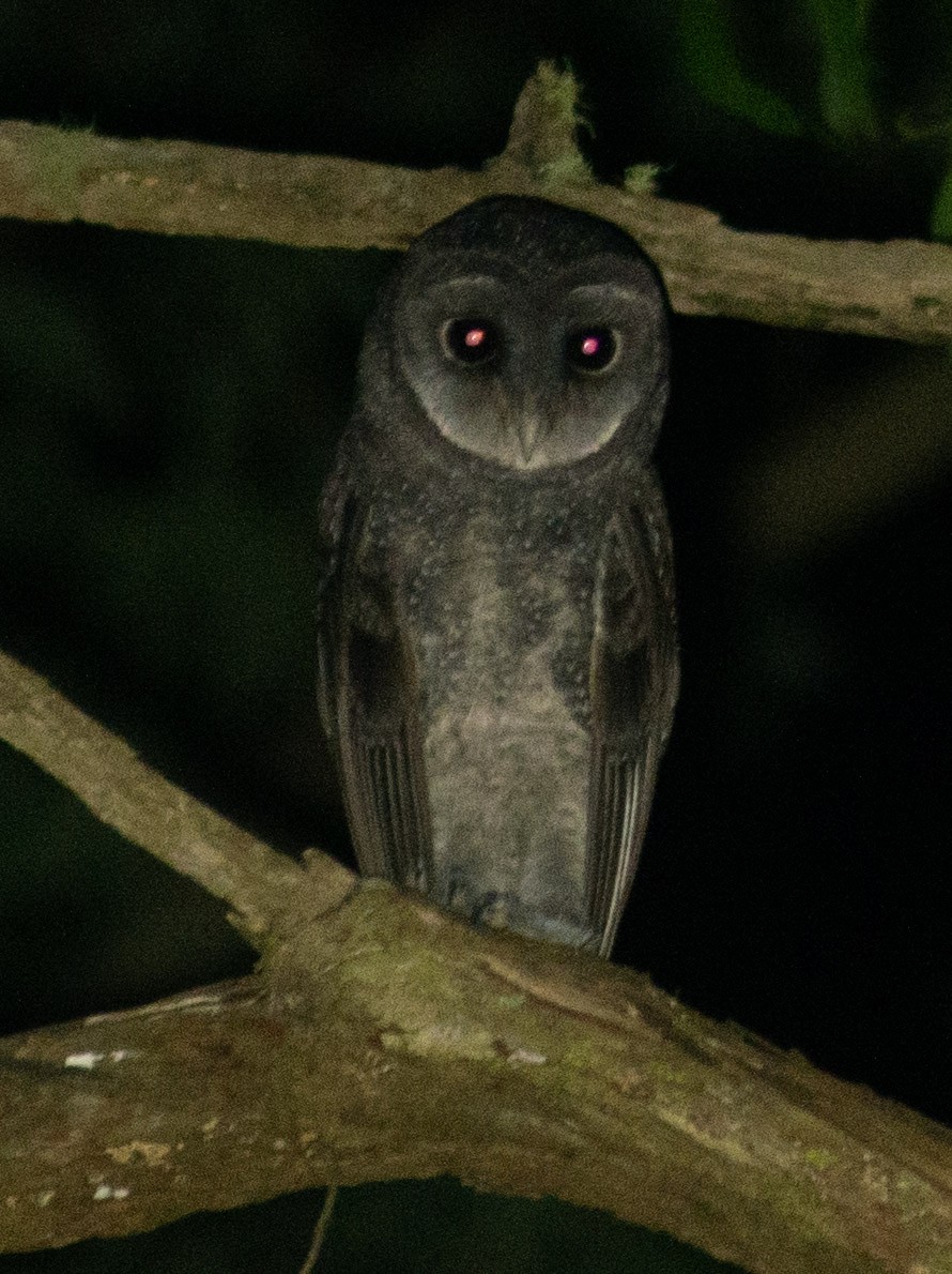 Sooty Owl - ML619697307