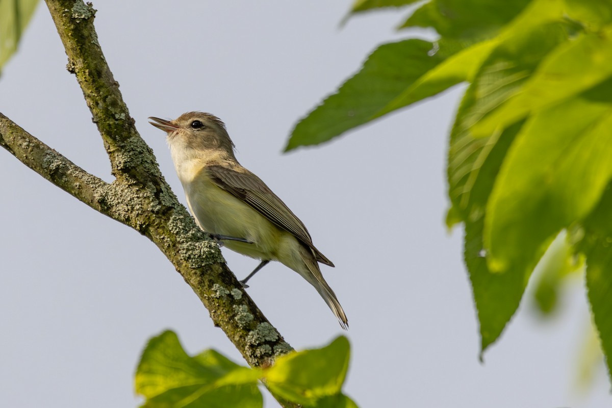 Warbling Vireo - ML619697332