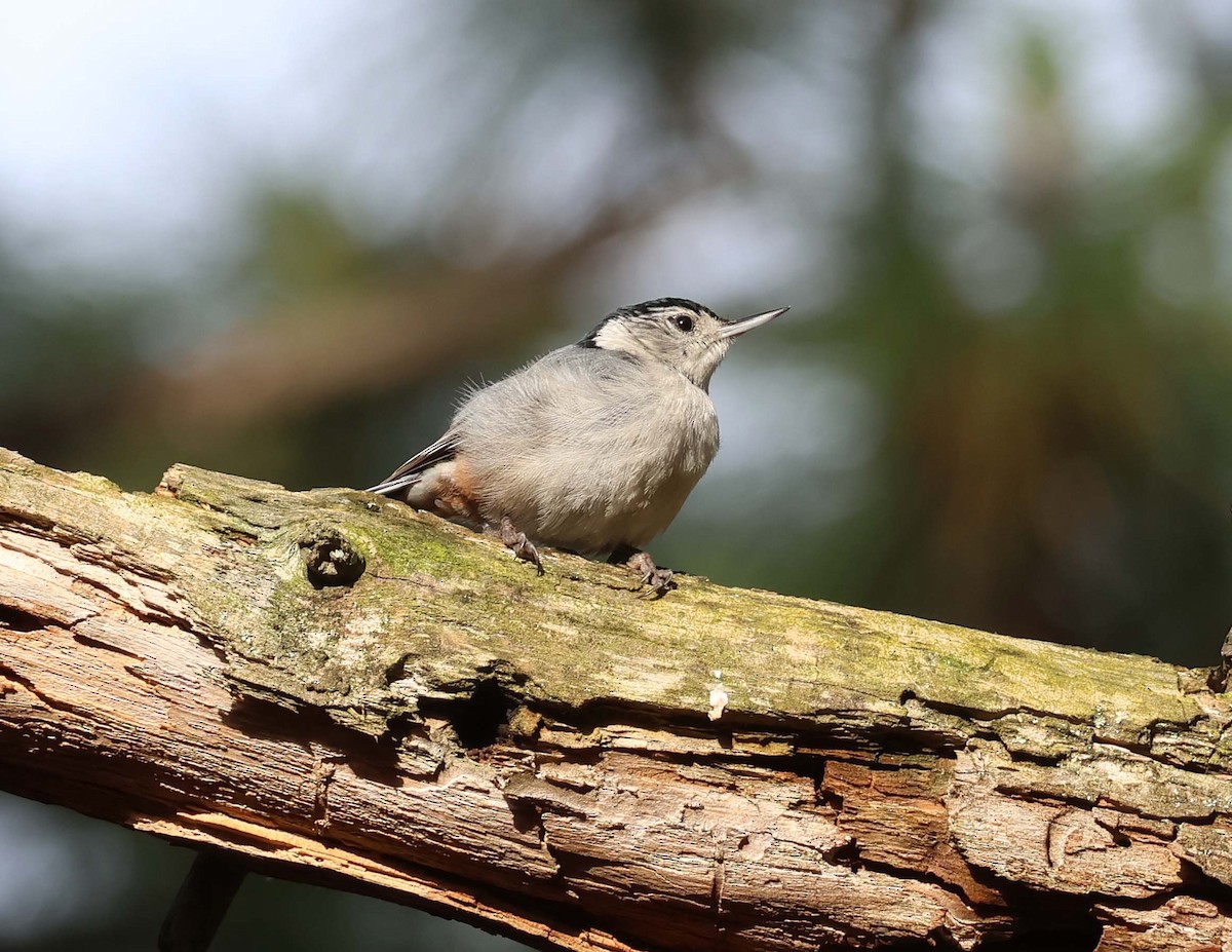 White-breasted Nuthatch - ML619697361