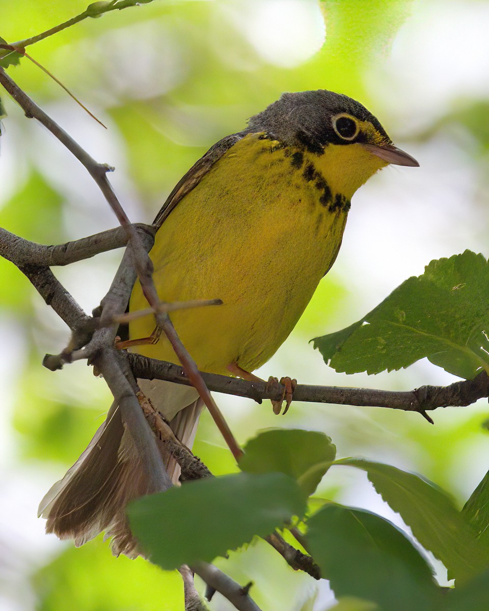 Canada Warbler - ML619697371