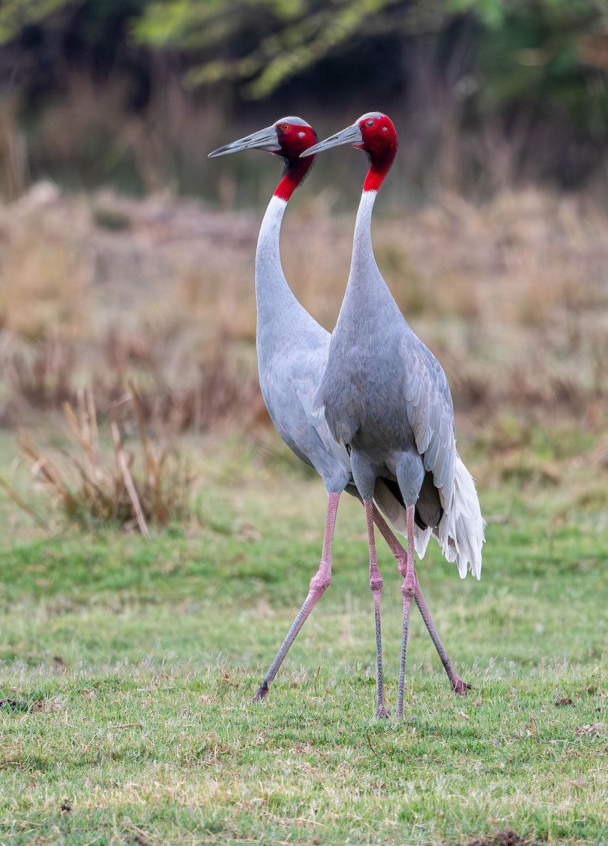 Sarus Crane - ML619697402