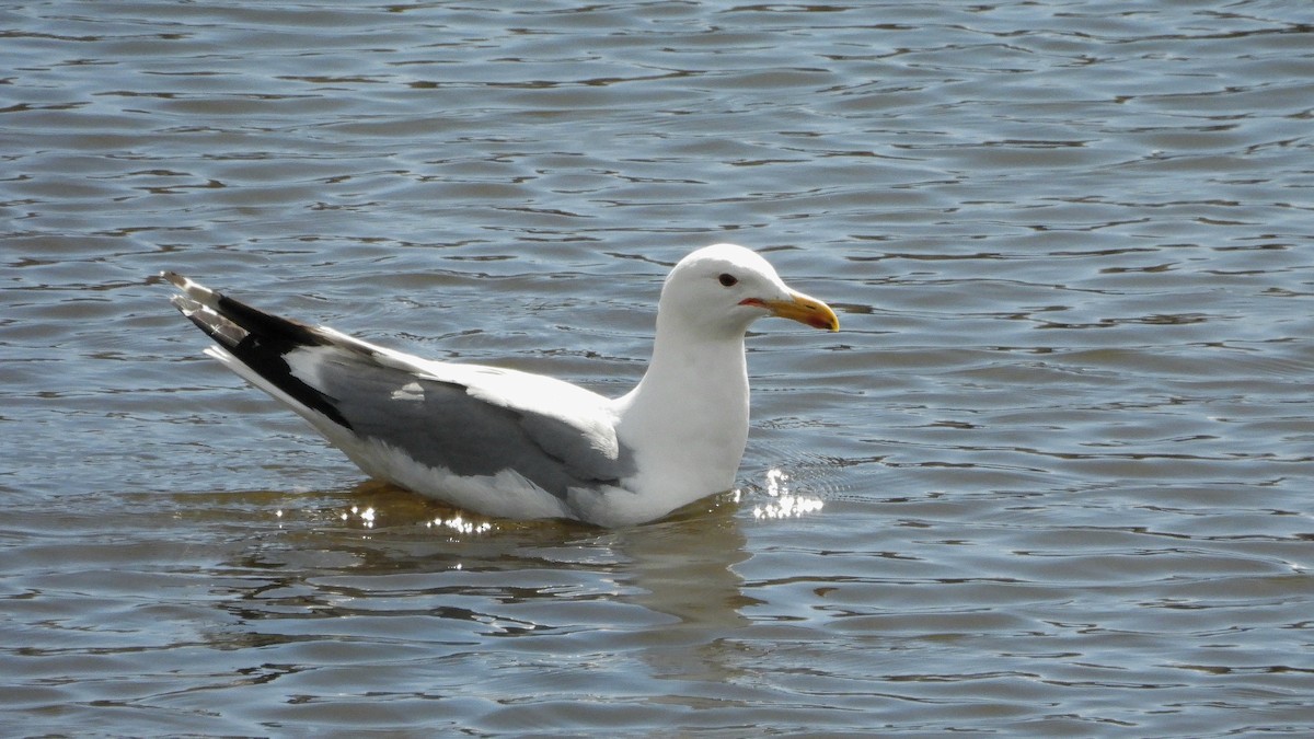 California Gull - ML619697409