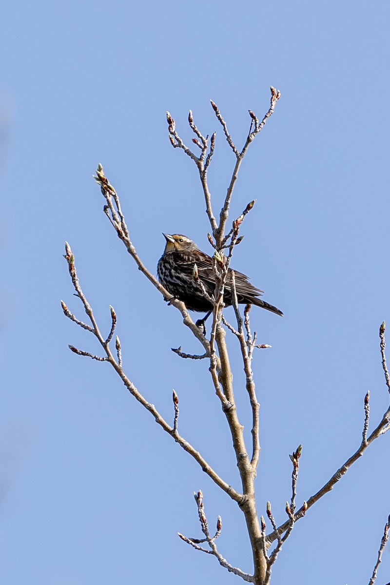 Red-winged Blackbird - ML619697435