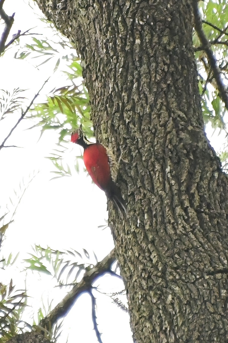 Red-backed Flameback - ML619697445