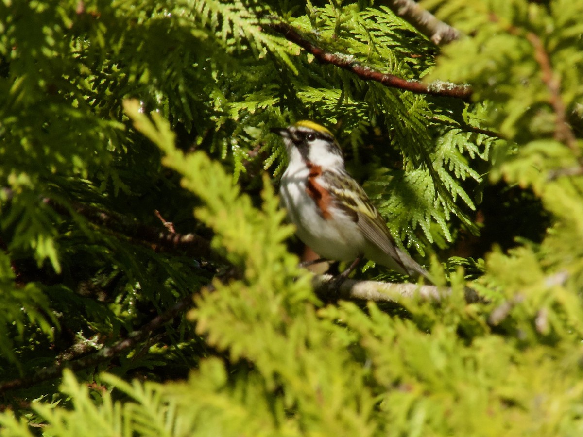 Chestnut-sided Warbler - ML619697449