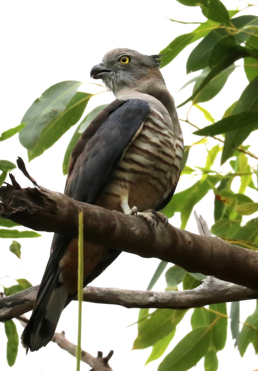 Pacific Baza - ML619697462