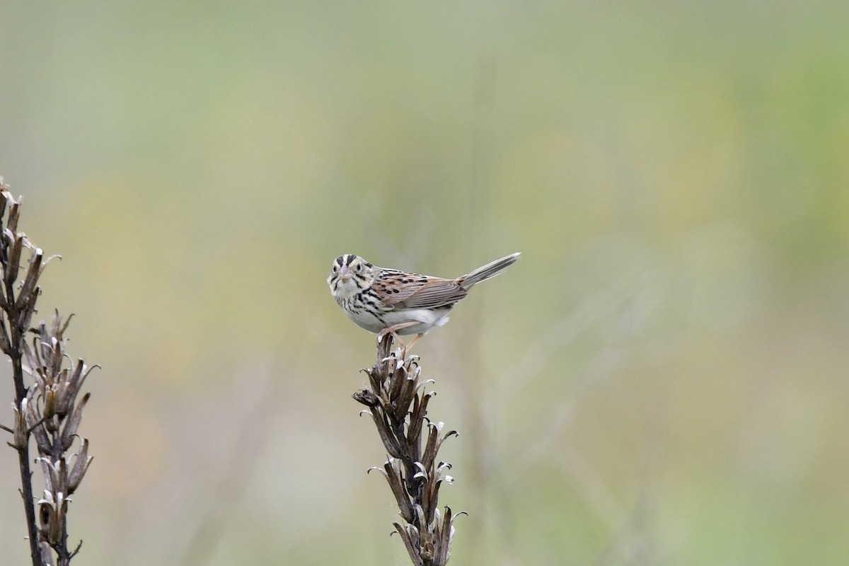 ml619697467-henslow-s-sparrow-macaulay-library