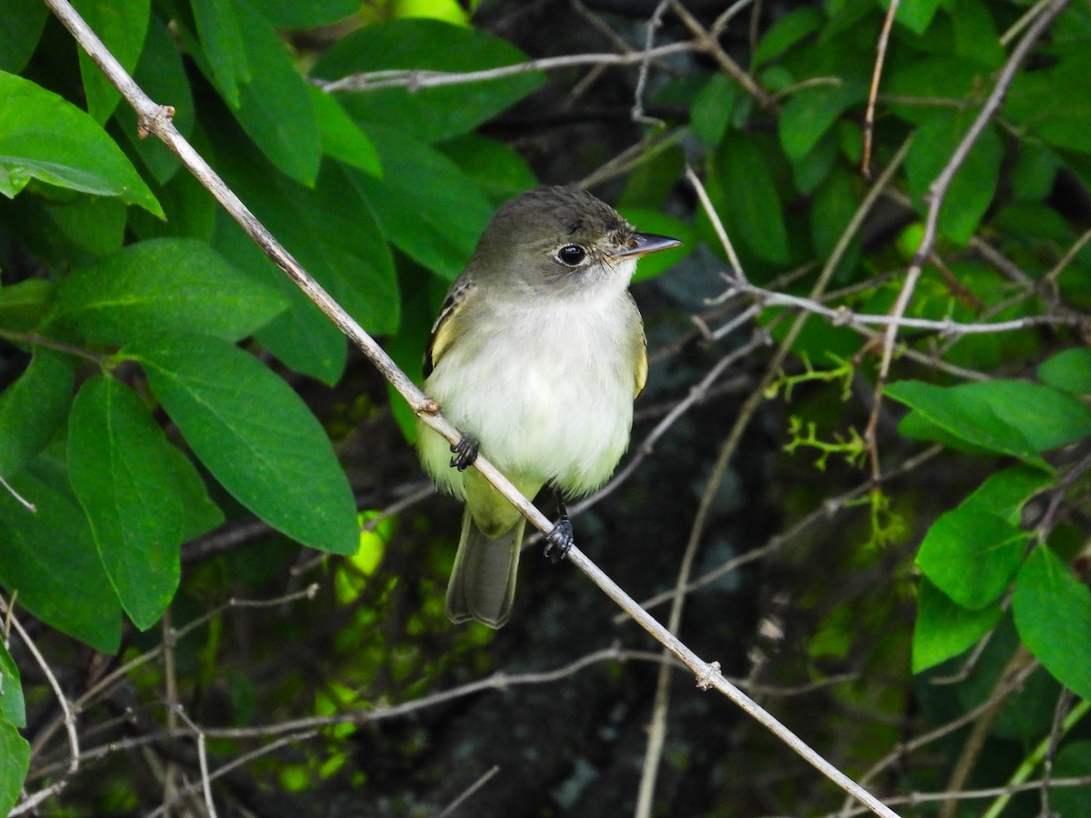 Alder Flycatcher - ML619697484