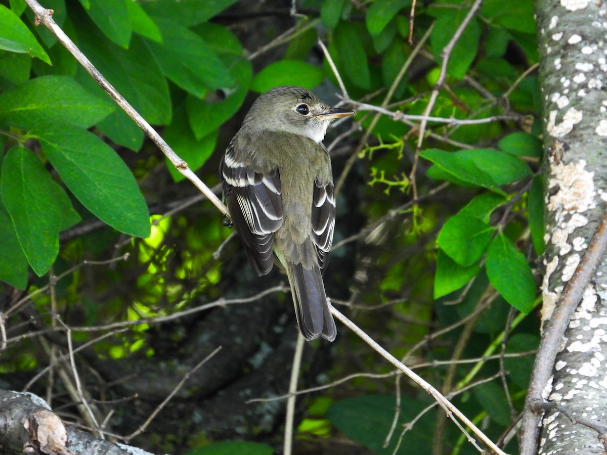 Alder Flycatcher - ML619697487