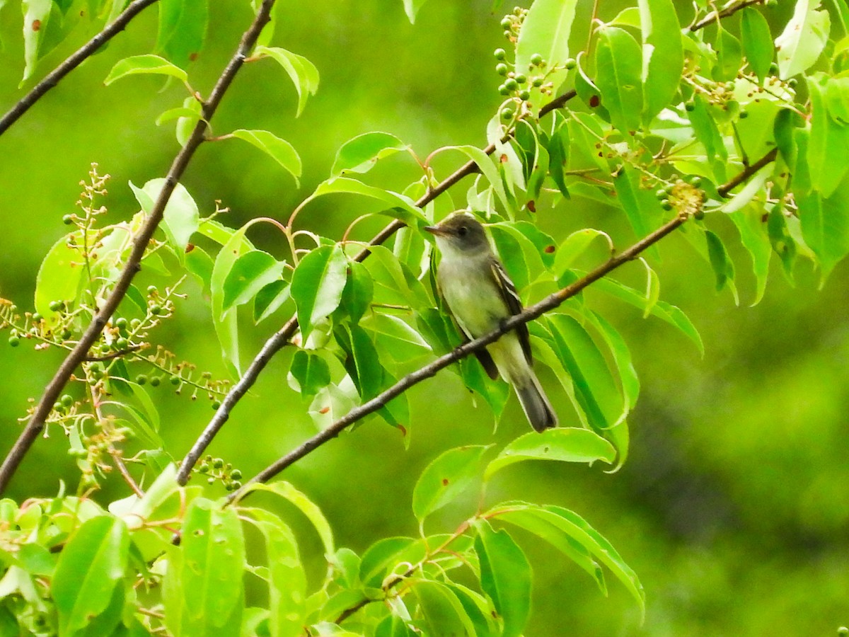 Alder Flycatcher - ML619697488