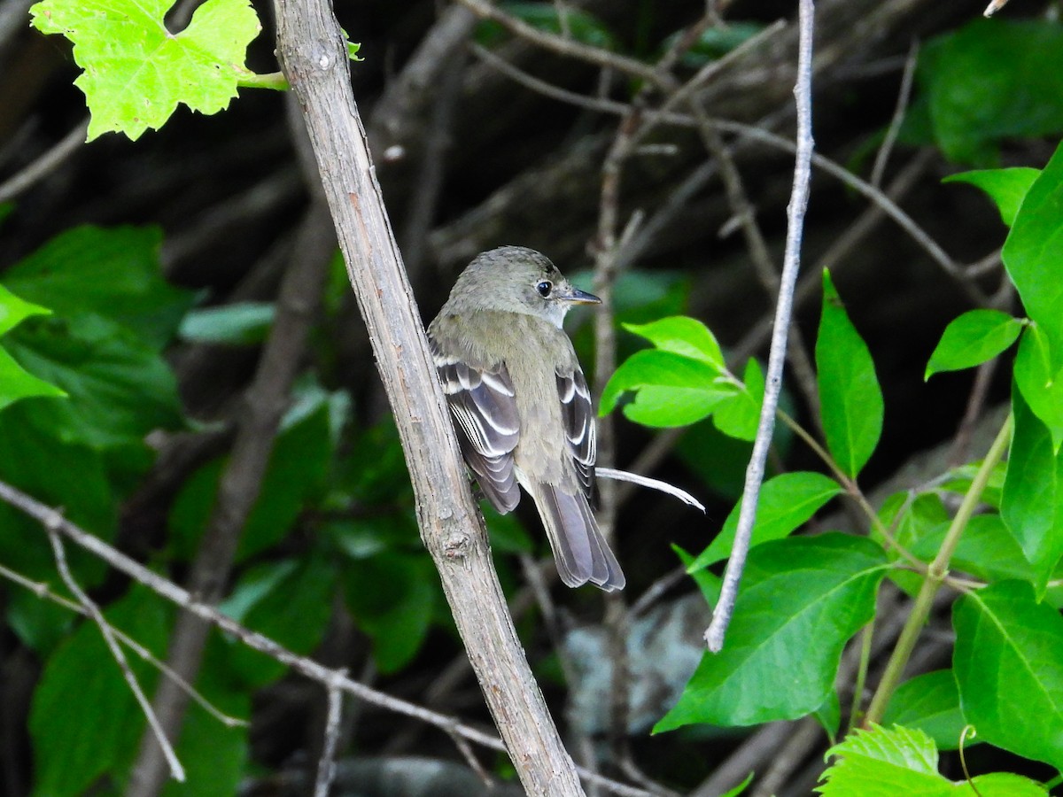 Alder Flycatcher - ML619697490