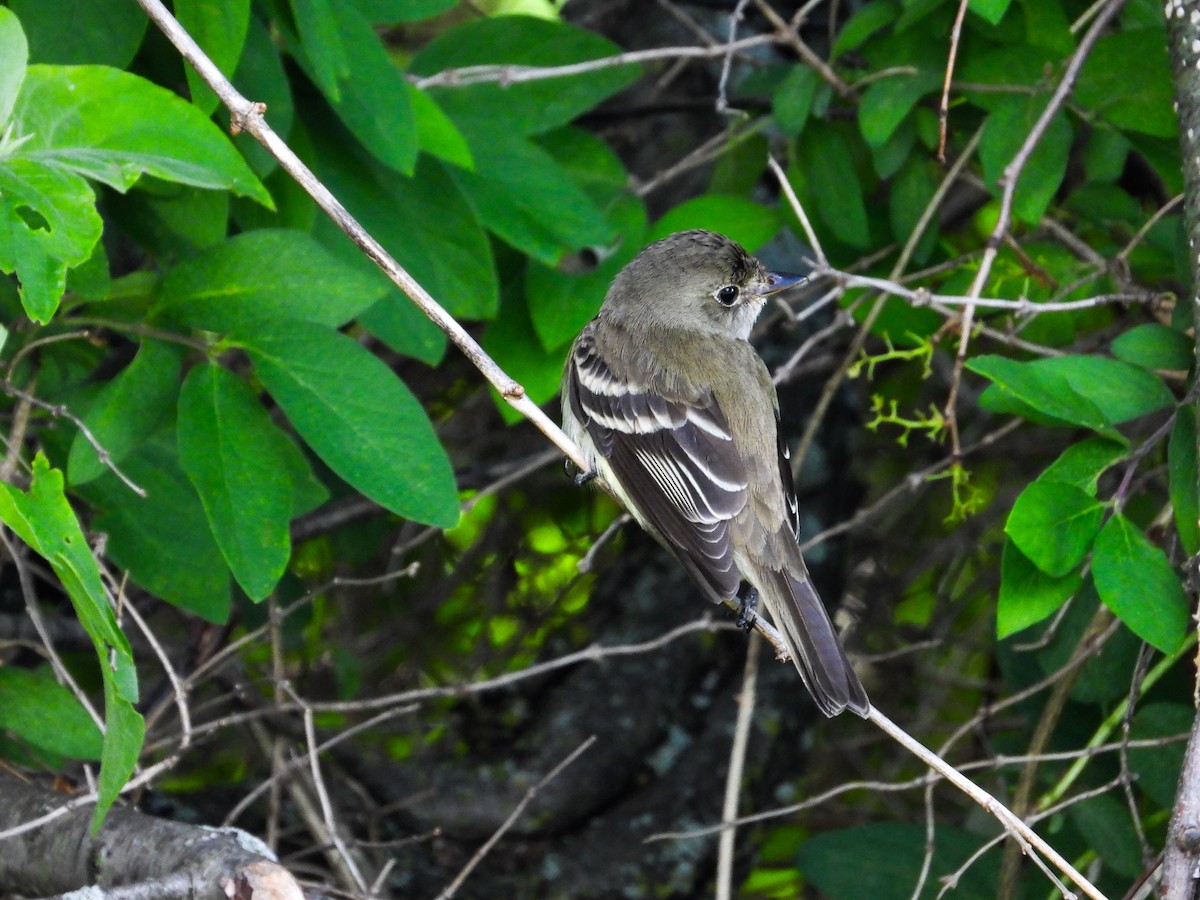 Alder Flycatcher - ML619697492