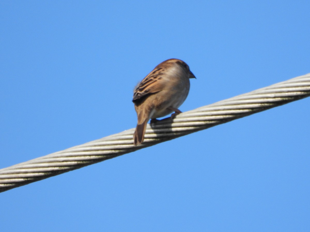 House Sparrow - Ted Elks