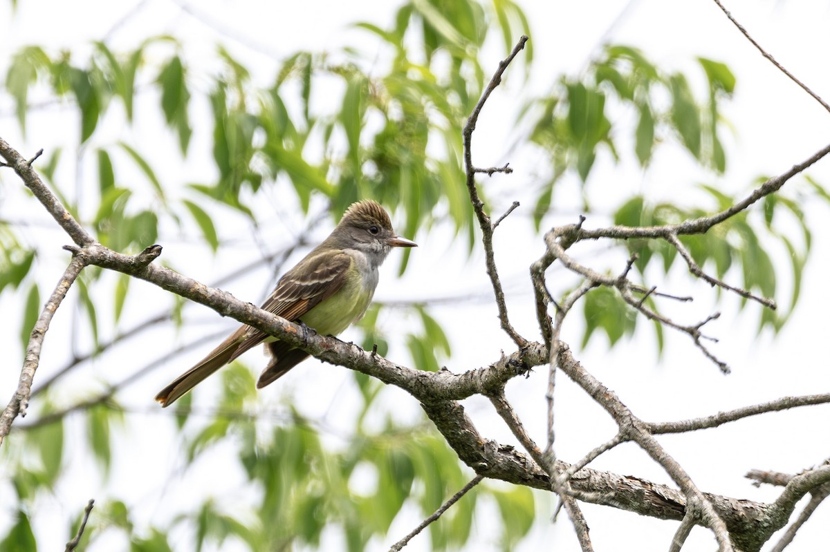 Great Crested Flycatcher - ML619697499
