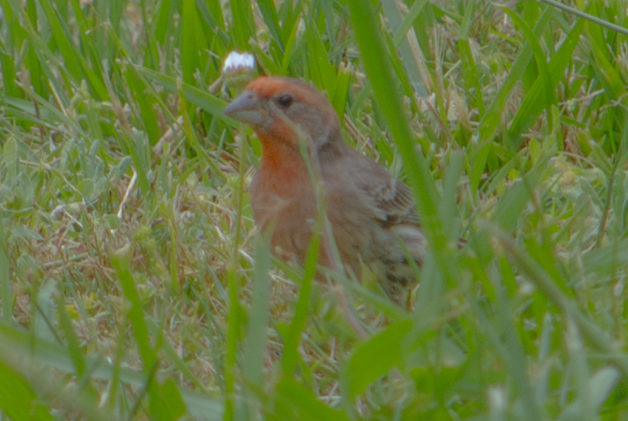 House Finch - ML619697508