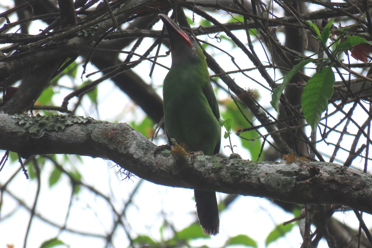 Groove-billed Toucanet - ML619697516
